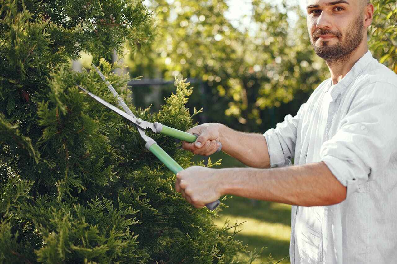 Reliable Lochbuie, CO Tree Service Solutions